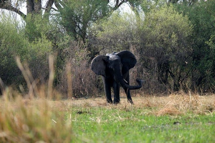 Elephant Tracking Safari in Botswana: 10-Day Walking Safari through Okavango & Chobe