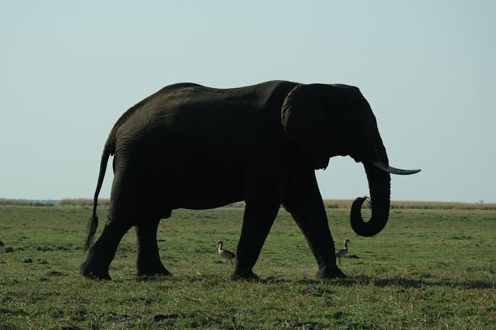 Elephant Tracking Safari in Botswana: 10-Day Walking Safari through Okavango & Chobe photo 2