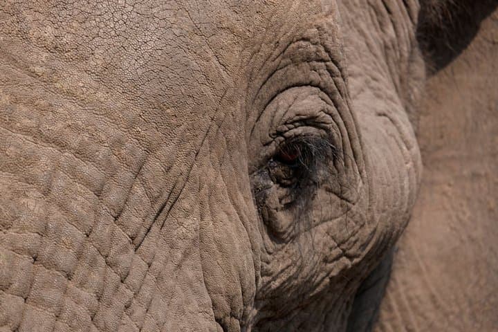Elephant Tracking Safari in Botswana: 10-Day Walking Safari through Okavango & Chobe photo 4