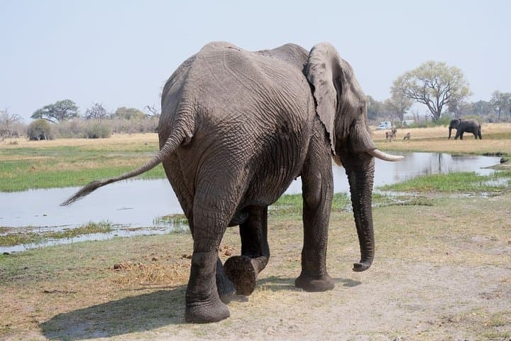 Elephant Tracking Safari in Botswana: 10-Day Walking Safari through Okavango & Chobe photo 5