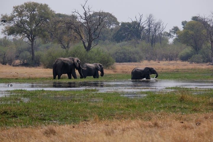 Elephant Tracking Safari in Botswana: 10-Day Walking Safari through Okavango & Chobe photo 3