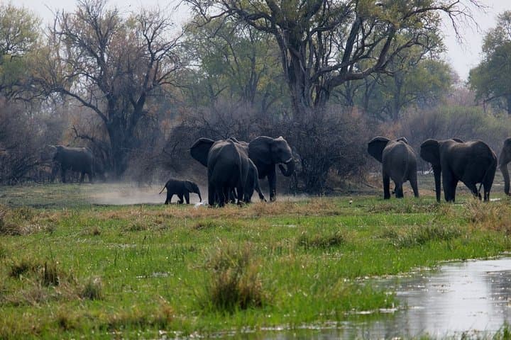 Elephant Tracking Safari in Botswana: 10-Day Walking Safari through Okavango & Chobe photo 6