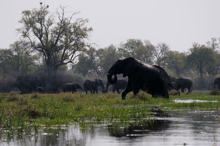 14-Day Elephant Tracking Safari in Botswana's Okavango, Moremi & Chobe