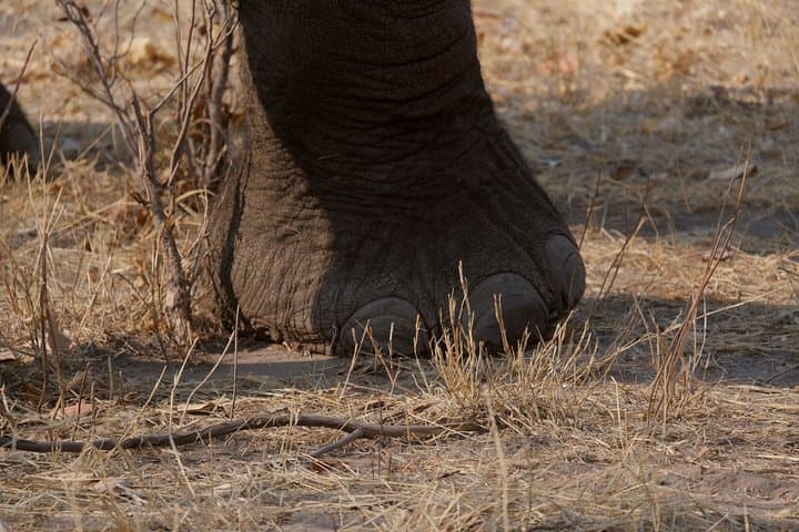 14-Day Elephant Tracking Safari in Botswana's Okavango, Moremi & Chobe photo 2