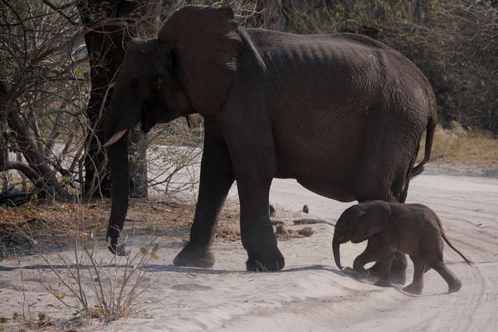 14-Day Elephant Tracking Safari in Botswana's Okavango, Moremi & Chobe photo 3