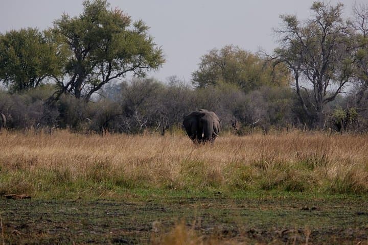 14-Day Elephant Tracking Safari in Botswana's Okavango, Moremi & Chobe photo 4