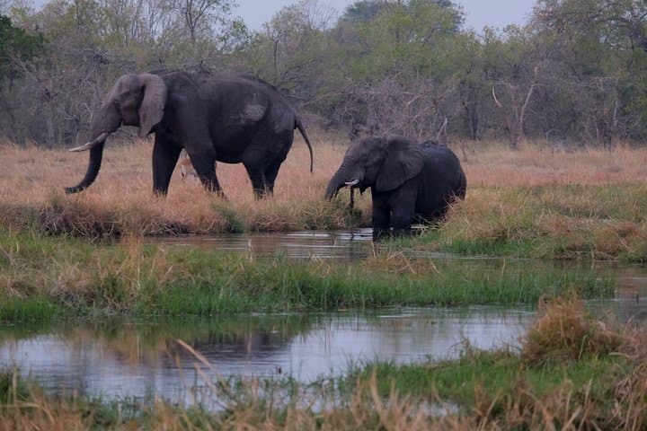 14-Day Elephant Tracking Safari in Botswana's Okavango, Moremi & Chobe photo 5