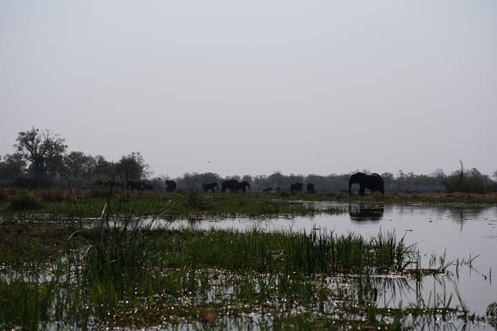14-Day Elephant Tracking Safari in Botswana's Okavango, Moremi & Chobe photo 6