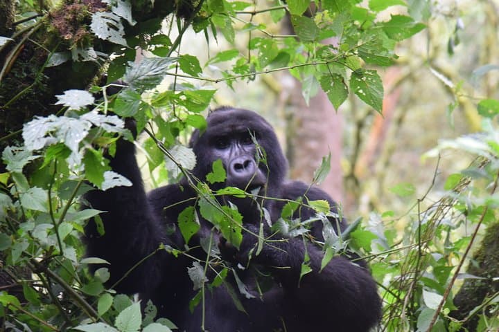 3-Day Gorilla Trekking Safari in Bwindi Impenetrable Forest & Lake Bunyonyi photo 1