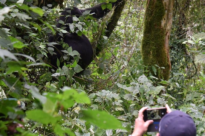 3-Day Gorilla Trekking Safari in Bwindi Impenetrable Forest & Lake Bunyonyi photo 3