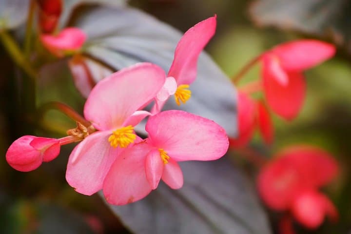 Explore South China Botanical Garden: Private Day Tour from Guangzhou
