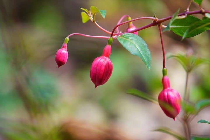 Explore South China Botanical Garden: Private Day Tour from Guangzhou photo 2