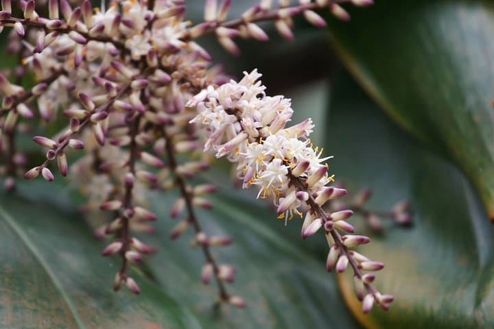Explore South China Botanical Garden: Private Day Tour from Guangzhou photo 3