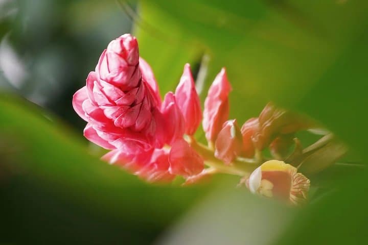 Explore South China Botanical Garden: Private Day Tour from Guangzhou photo 4