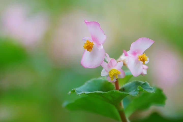 Explore South China Botanical Garden: Private Day Tour from Guangzhou photo 5