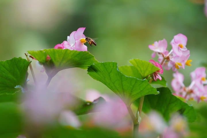 Explore South China Botanical Garden: Private Day Tour from Guangzhou photo 6