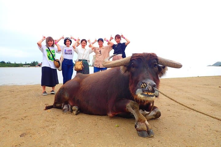Iriomote Canyoning & Yubu Island Day Trip — Ishigaki to Rivers, Mangroves and Shoreline photo 5