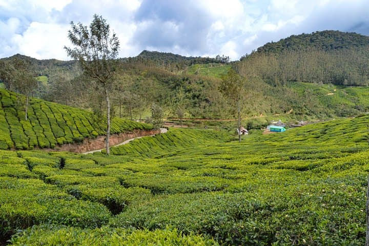 Full-Day Private Munnar Tour from Kochi — Eravikulam, Tea Plantations & Waterfalls photo 2