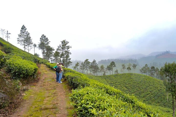 7-Day Kerala Odyssey: Munnar Tea Hills, Periyar Wildlife, Alleppey Backwaters & Varkala Cliffs photo 2