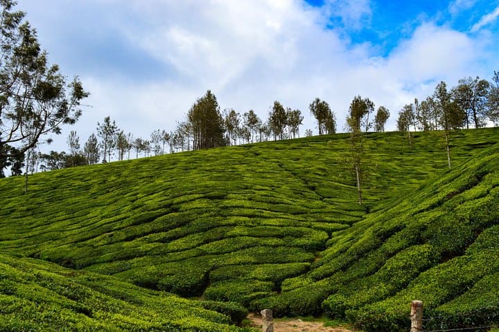 Kerala in Six Days: Munnar Hills, Alleppey Backwaters & Kovalam Beach Escape photo 2