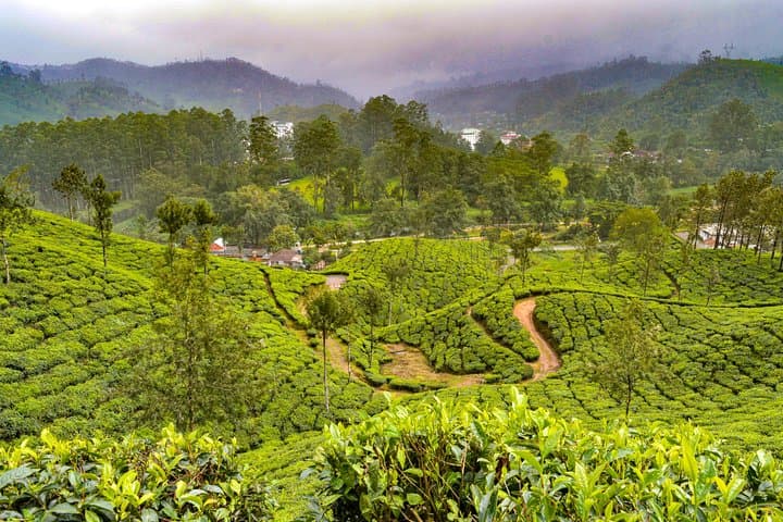 7-Day Kerala Odyssey: Munnar Tea Hills, Periyar Wildlife, Alleppey Backwaters & Varkala Cliffs photo 1