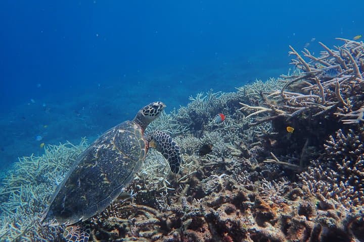 Iriomote Island Mangrove SUP, Canoe & Snorkel Day Tour from Ishigaki photo 5