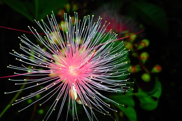 Night Sagari-bana Tour: Watch Iriomote’s One-Night Flower Bloom photo 5