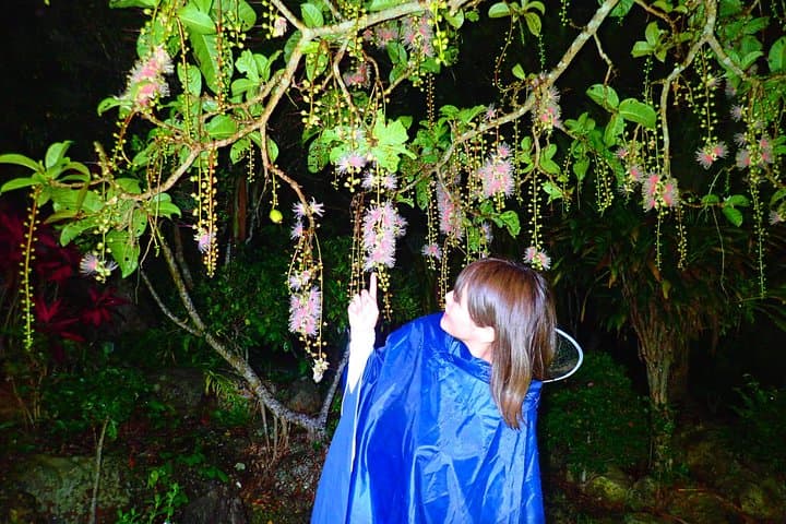 Night Sagari-bana Tour: Watch Iriomote’s One-Night Flower Bloom photo 4