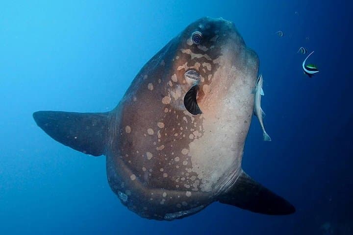 Nusa Penida Manta Point: Day Dives to See Manta Rays and Crystal Bay photo 2