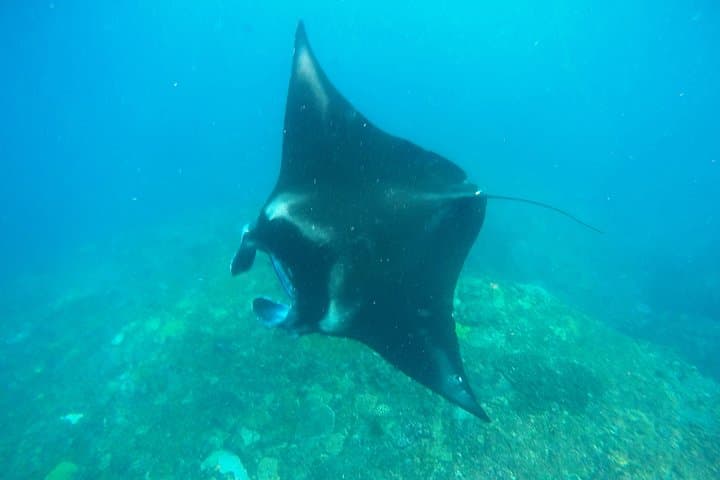 Nusa Penida Manta Point: Day Dives to See Manta Rays and Crystal Bay photo 3