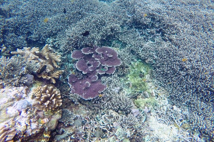 Nusa Penida Manta Point: Day Dives to See Manta Rays and Crystal Bay photo 4