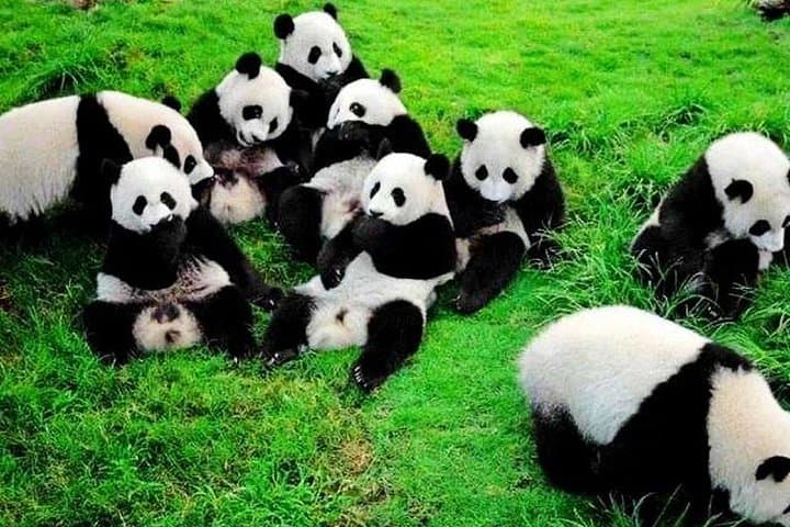 2-Day Chengdu Panda Reserve & Leshan Giant Buddha Private Tour from Guangzhou photo 1