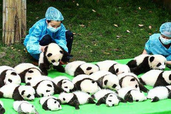 Up-Close with Pandas: Private Day Tour to Chengdu Giant Panda Base from Guangzhou photo 3