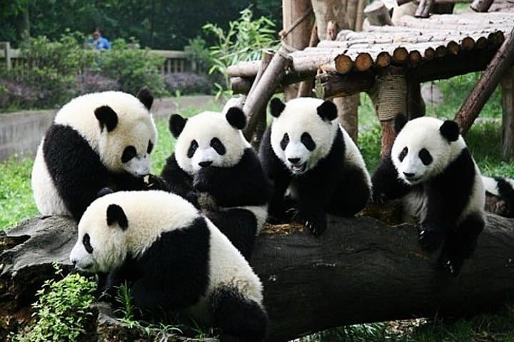 Up-Close with Pandas: Private Day Tour to Chengdu Giant Panda Base from Guangzhou
