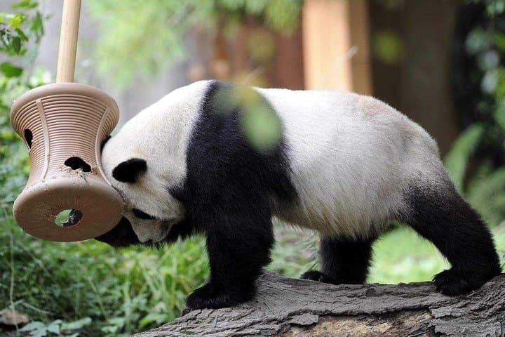 Up-Close with Pandas: Private Day Tour to Chengdu Giant Panda Base from Guangzhou photo 2