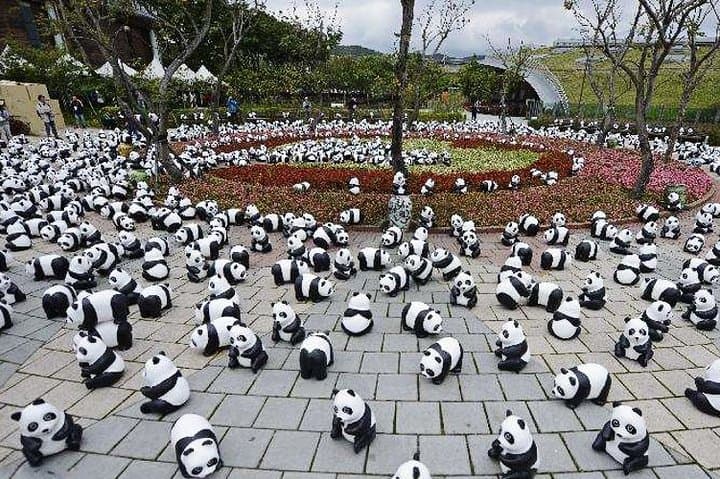 Up-Close with Pandas: Private Day Tour to Chengdu Giant Panda Base from Guangzhou photo 4