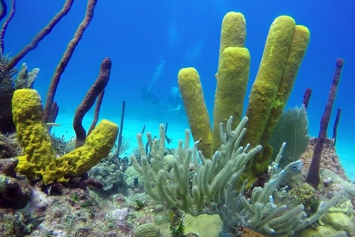 Two-Tank Scuba Adventure at Catalina Island (from La Romana) photo 3