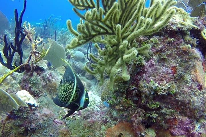 Two-Tank Scuba Adventure at Catalina Island (from La Romana) photo 4