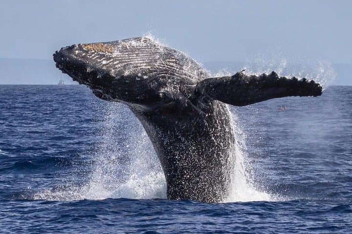 Ka'anapali Whale Watching Cruise with Open Bar — Humpback Tours from Lahaina photo 5
