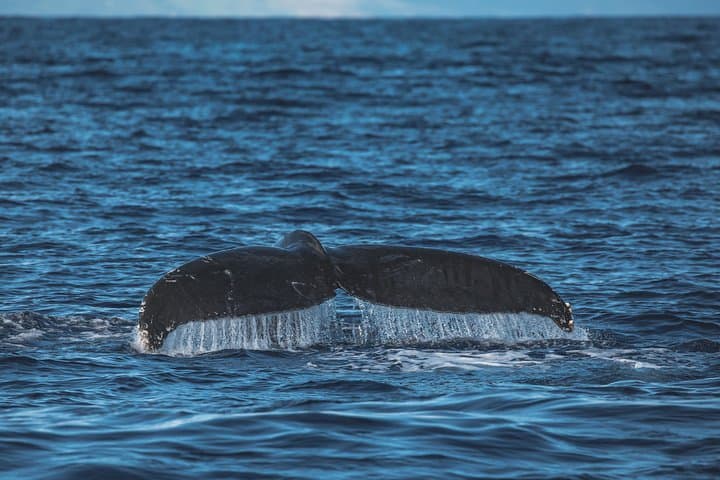 Ka'anapali Whale Watching Cruise with Open Bar — Humpback Tours from Lahaina photo 6