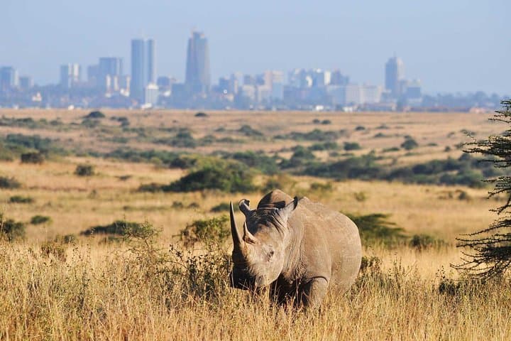 Inside Nairobi National Park: Half-Day Safari and Sheldrick Elephant Nursery Experience