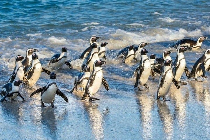 Two-Day Cape Town Highlights: Table Mountain, Robben Island & Stellenbosch Wine Tour photo 6