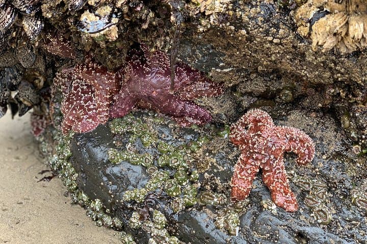 Private Oregon Coastal Tour: Cannon Beach & Haystack Rock Day Trip from Portland photo 3