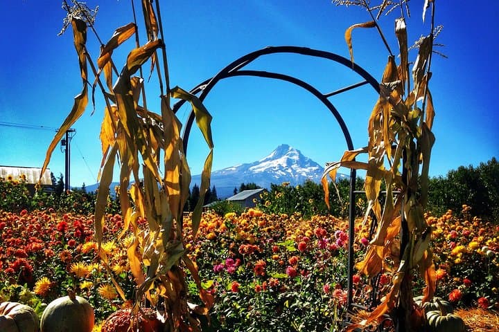 Mt Hood Loop Tour: Multnomah Falls, Hood River & Timberline Lodge photo 4
