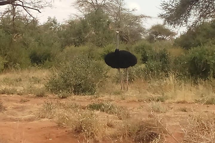 5-Day Kenya Safari: Samburu, Lake Nakuru, Hells Gate & Lake Naivasha
