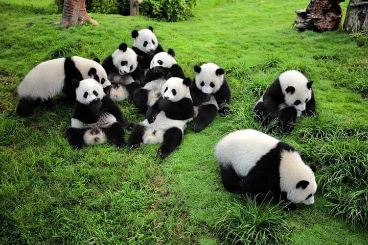 Chengdu Panda Base: Private Day Tour & Volunteer Experience