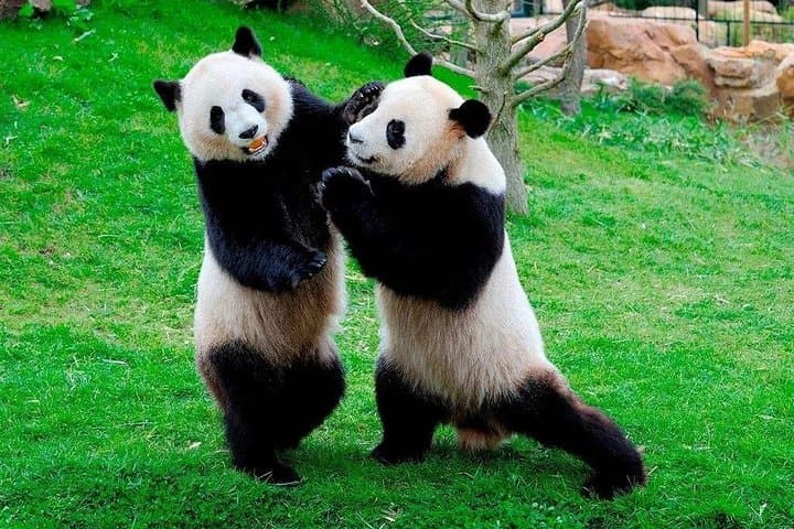 Chengdu Panda Base: Private Day Tour & Volunteer Experience photo 2