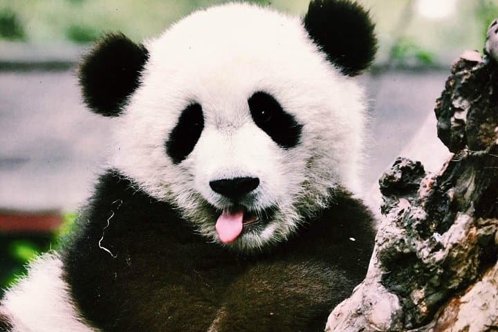 Chengdu Panda Base: Private Day Tour & Volunteer Experience photo 3