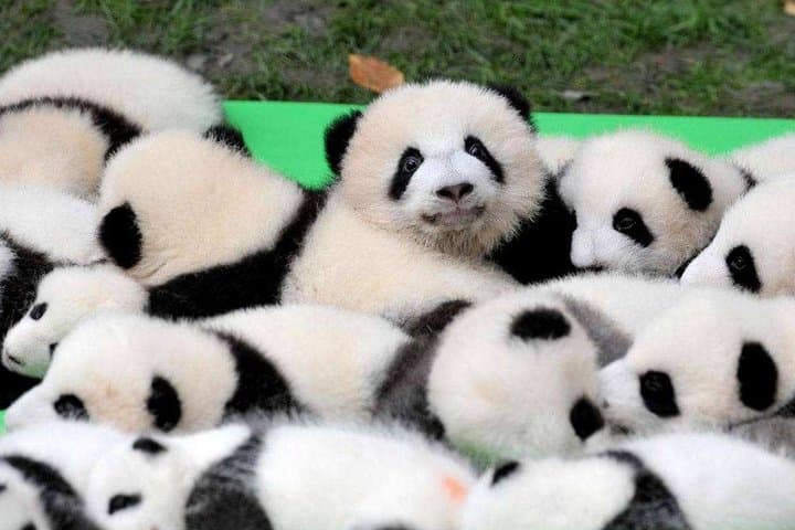 Chengdu Panda Base: Private Day Tour & Volunteer Experience photo 4