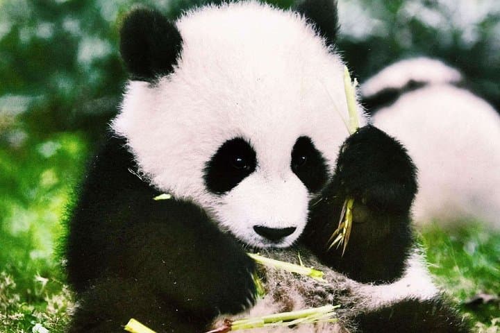 Chengdu Panda Base: Private Day Tour & Volunteer Experience photo 5
